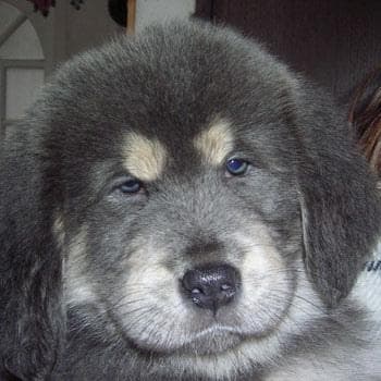 mastiff