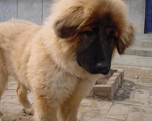 Tibetan Mastiff