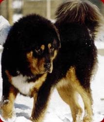 Tibetan Mastiff
