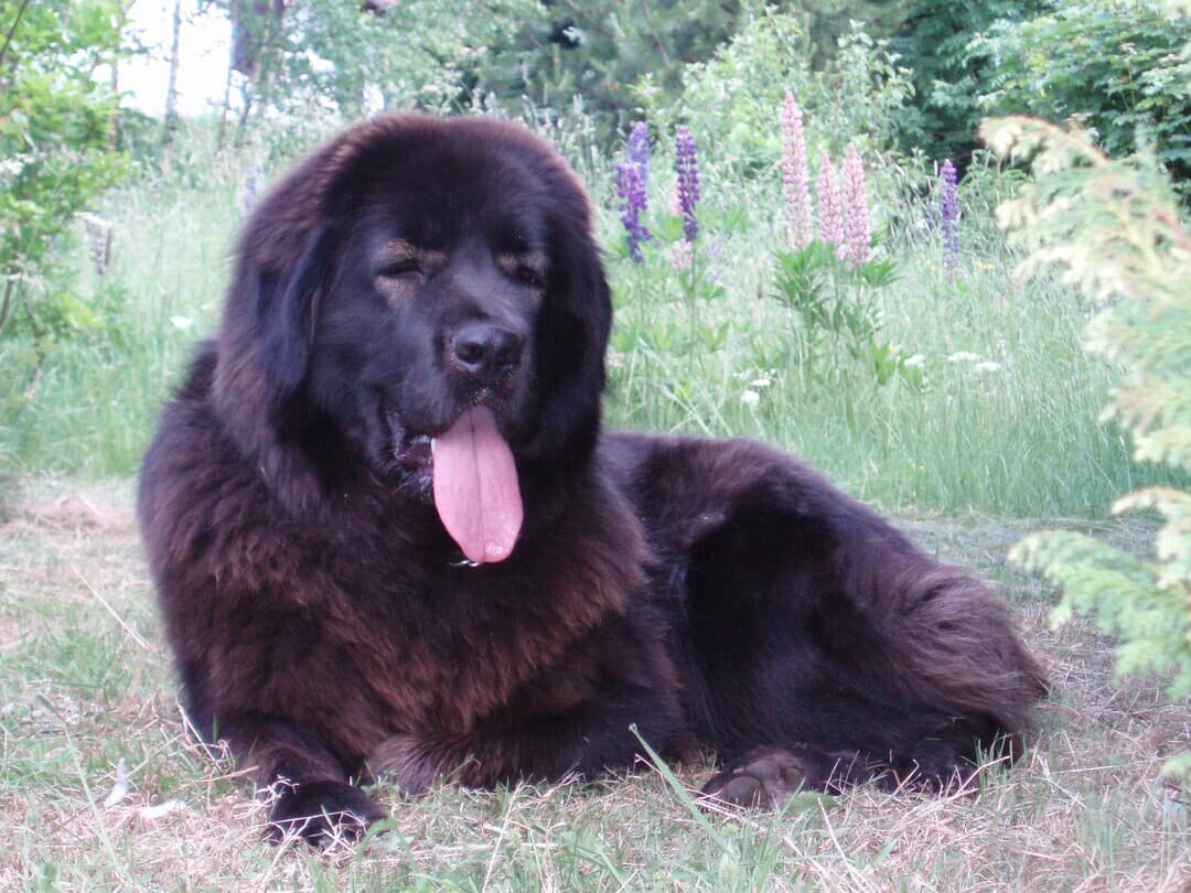 Tibetan Mastiff