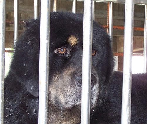 Tibetan Mastiff