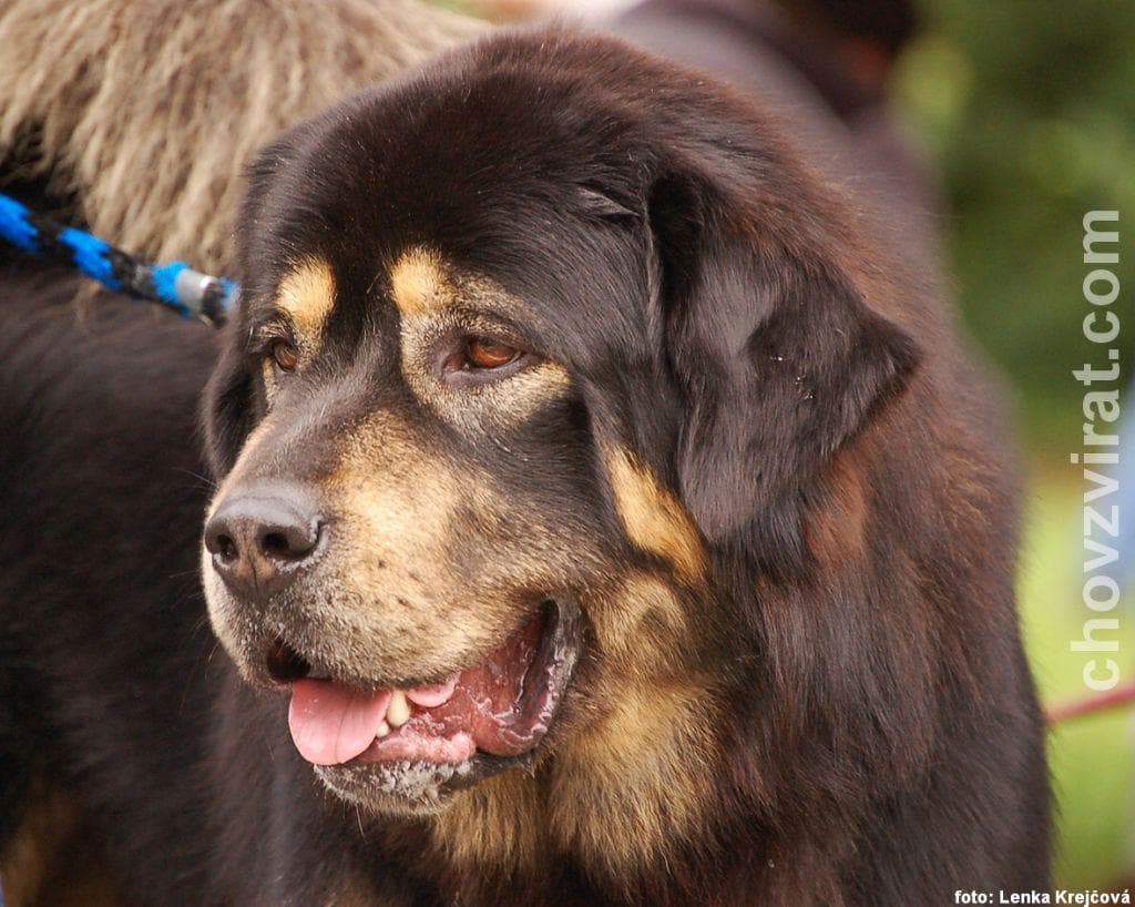 Tibetan Mastiff