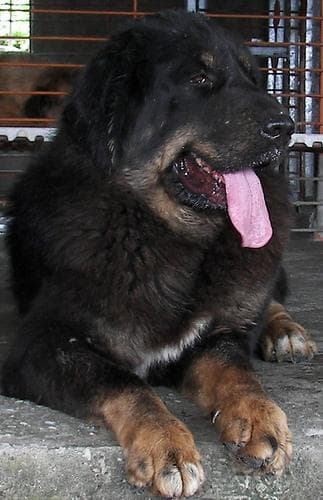 Tibetan Mastiff