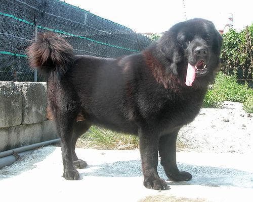 Tibetan Mastiff