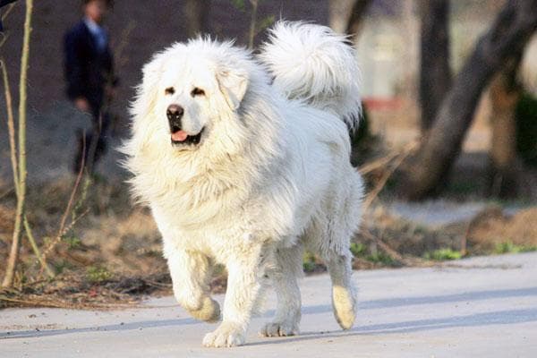 Tibetan Mastiff