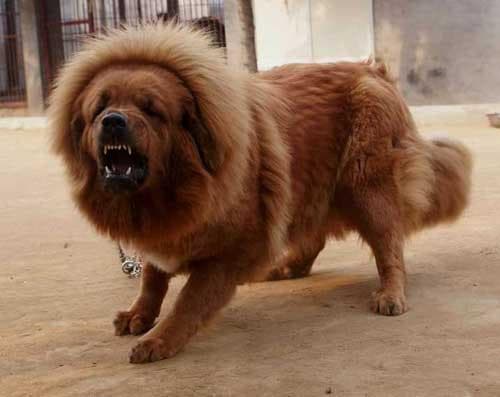 Tibetan Mastiff
