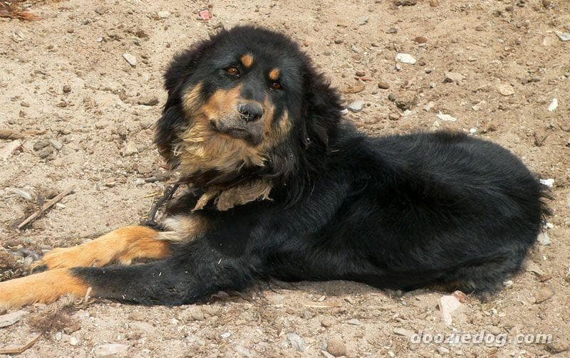 Tibetan Mastiff