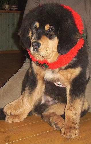Tibetan Mastiff