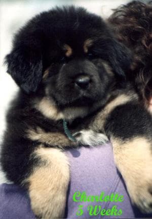 Tibetan Mastiff