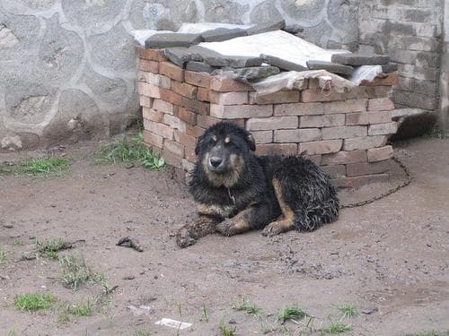 Tibetan Mastiff