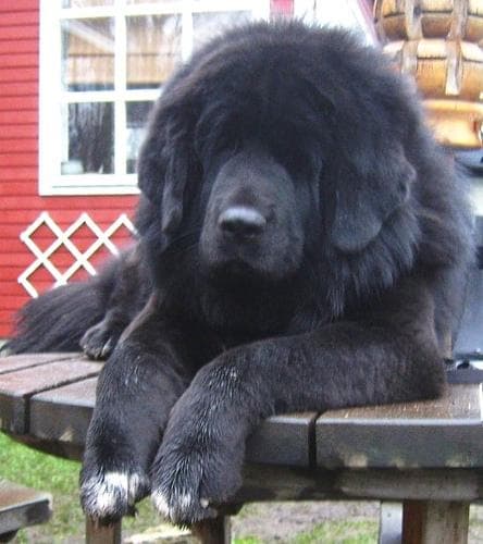 Tibetan Mastiff