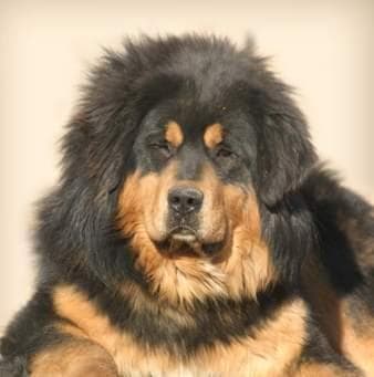 Tibetan Mastiff