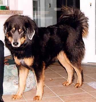 Tibetan Mastiff