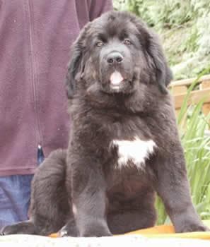 Tibetan Mastiff
