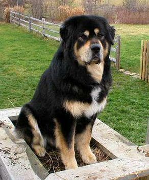 Tibetan Mastiff