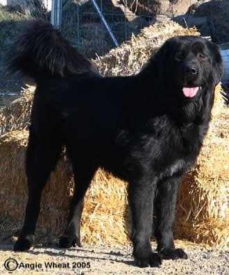 Tibetan Mastiff