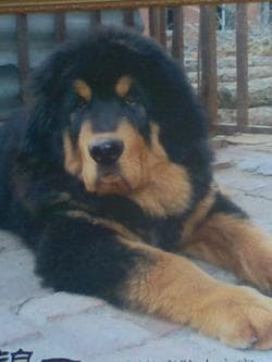 Tibetan Mastiff