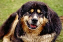 Tibetan Mastiff