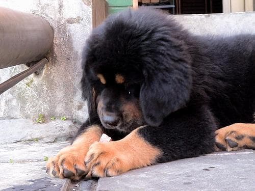 Tibetan Mastiff
