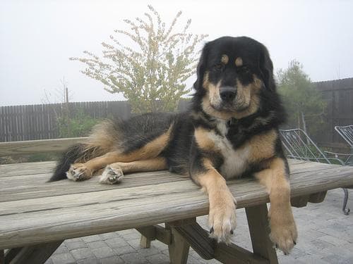 Tibetan Mastiff