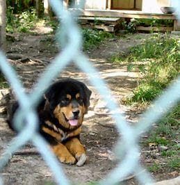 Tibetan Mastiff