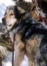 Tibetan Mastiff