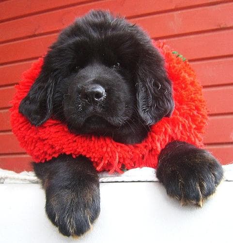 Tibetan Mastiff