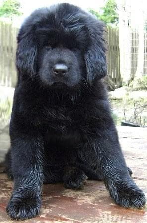 mastiff