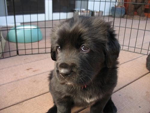 Tibetan Mastiff