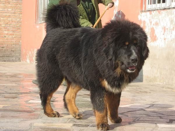 Tibetan Mastiff