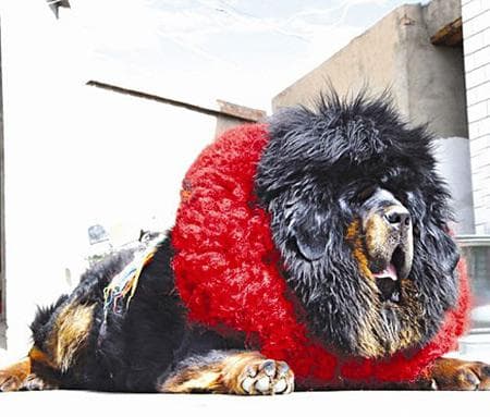 Tibetan Mastiff