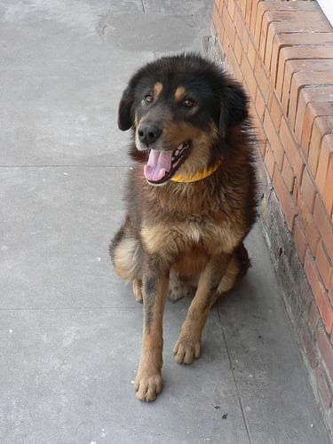 Tibetan Mastiff