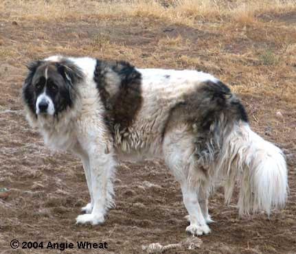 mastiff