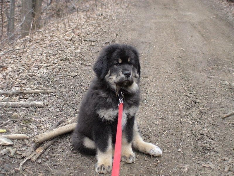 Tibetan Mastiff