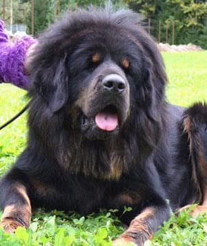 Tibetan Mastiff