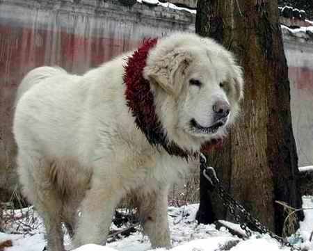 Tibetan Mastiff