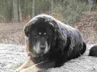 Tibetan Mastiff