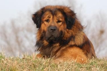 mastiff