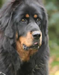 Tibetan Mastiff