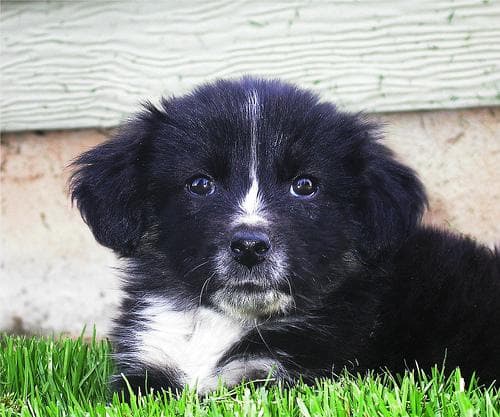 Tibetan Mastiff