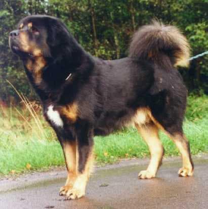 Tibetan Mastiff