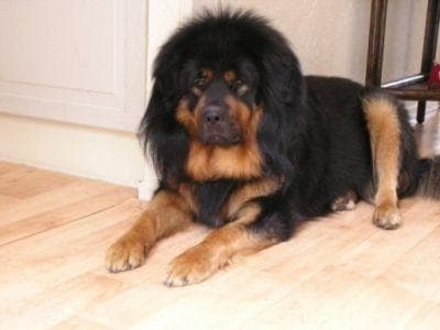 Tibetan Mastiff