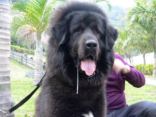 Tibetan Mastiff