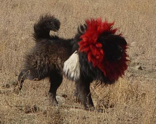 Tibetan Mastiff