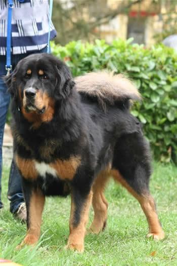 Tibetan Mastiff