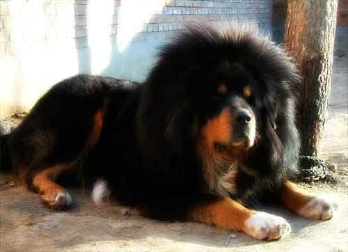 Tibetan Mastiff