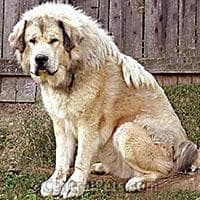 Tibetan Mastiff
