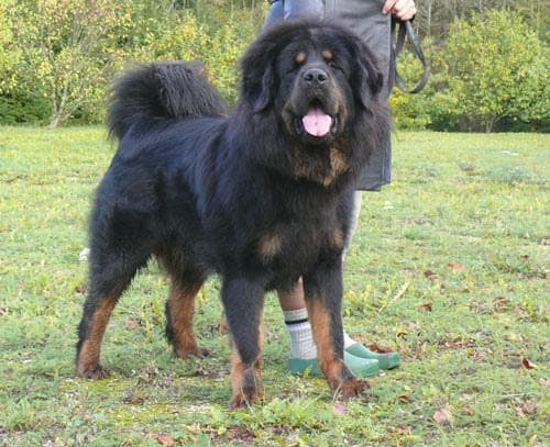 Tibetan Mastiff