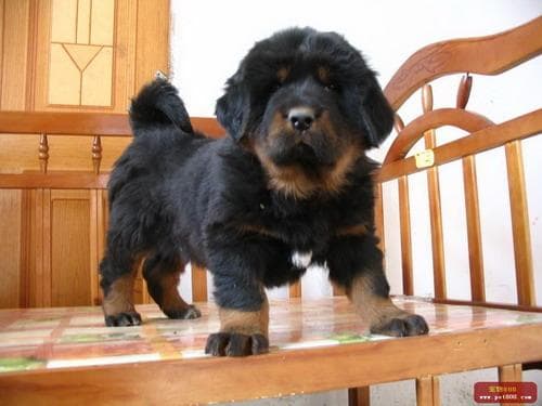 Tibetan Mastiff