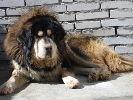 Tibetan Mastiff